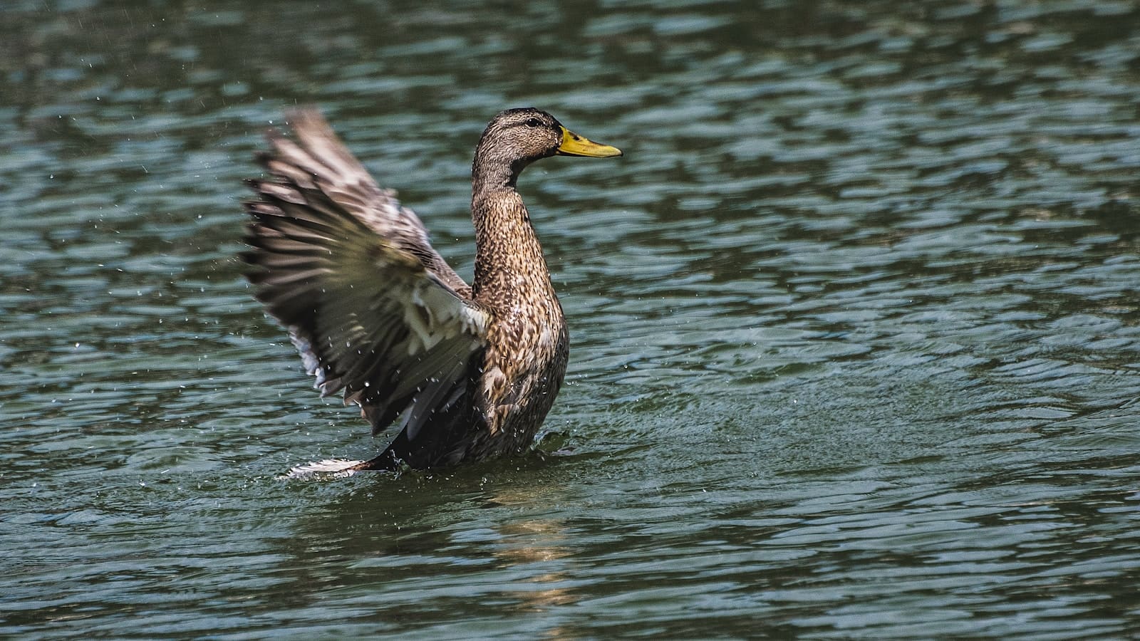 A Walk Along the River Slea: Nature, Ducks & Discovery