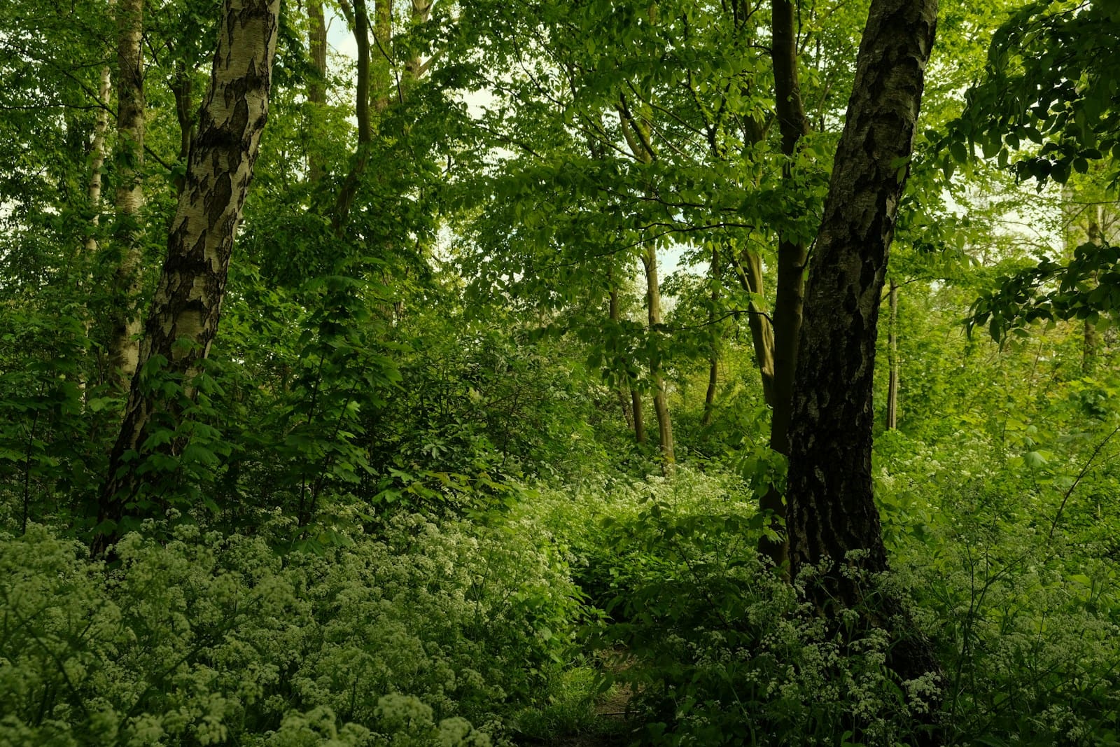 Woods & Wildflowers: Chambers Farm Wood