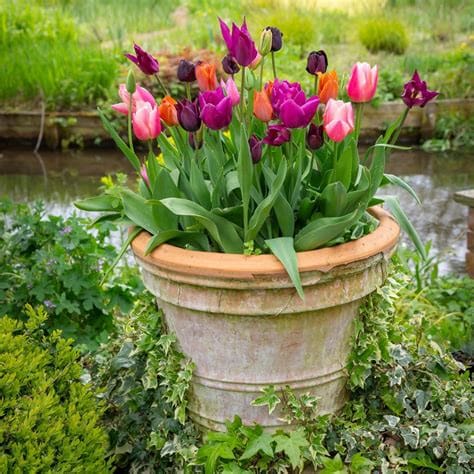 Tulip Bulbs: The Small, Brown Secret Behind a Loud Spring