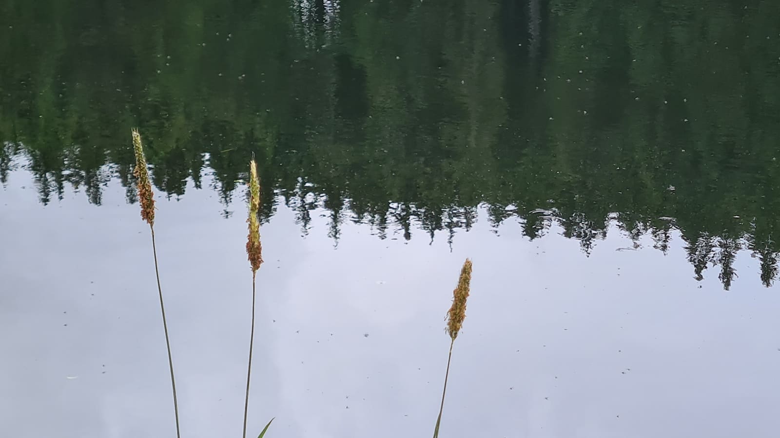Ashby Ville Nature Reserve: Lakeside Wildness on Scunthorpe’s Doorstep