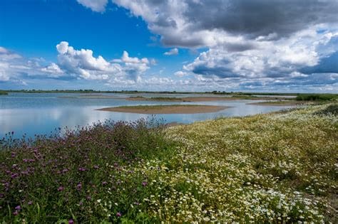 Frampton Marsh RSPB: Big Skies, Birdsong and a Very Good Walk