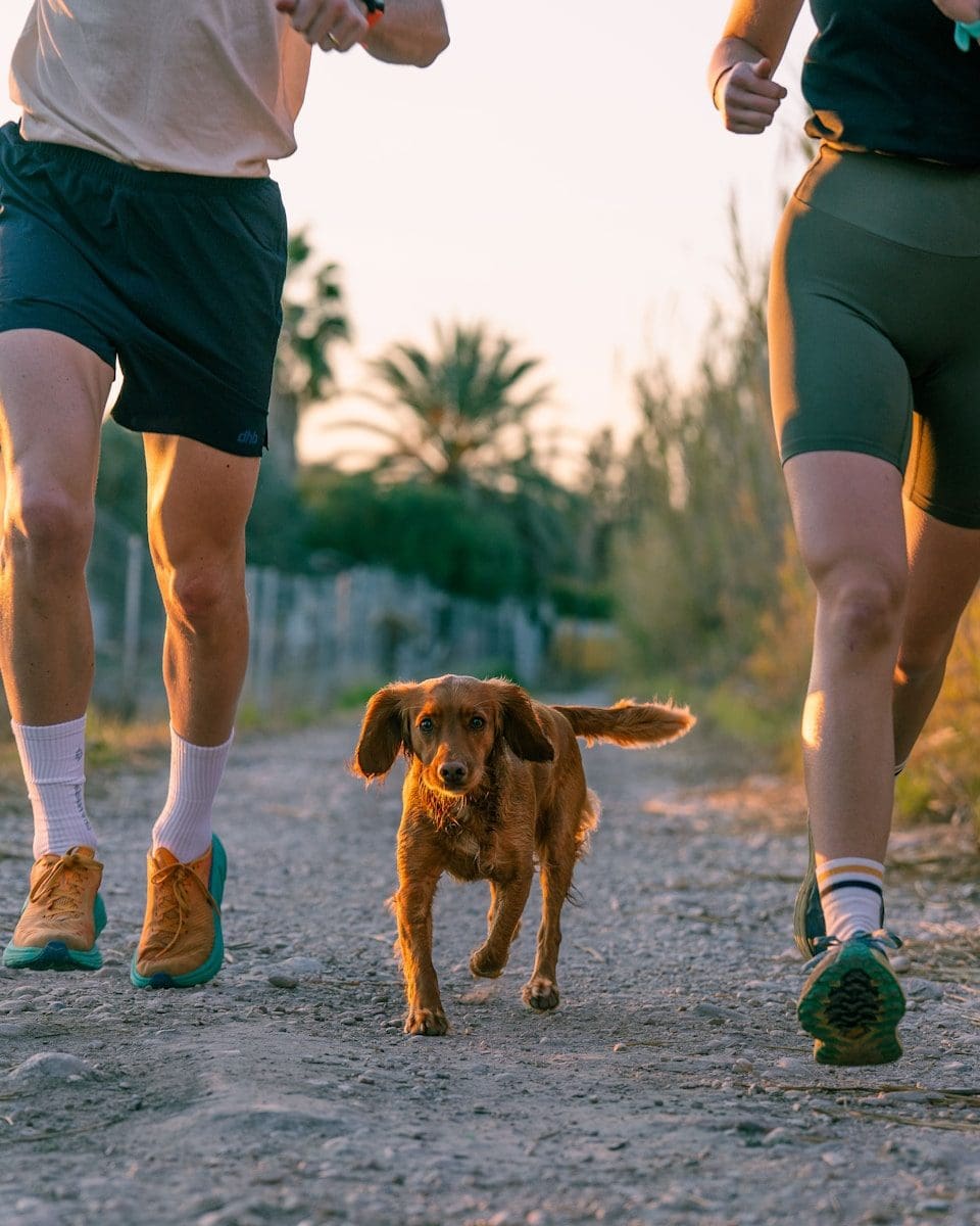 Running With a Dog in Lincolnshire: Safety, Livestock and Lead Skills